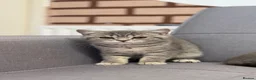 British Shorthair cats for sale: 1male-2female British shorthair  in Clydebank - Advert 3