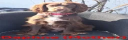 Cockapoo dogs for sale: 3 Gorgeous F1b Cockapoo puppies - Advert 8