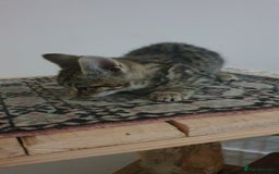 Mixed Breed cats for sale: Four kittens in search of their forever homes - Image 12