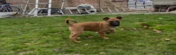 Belgian Shepherd Dog dogs for sale: Pure Malinois - Joefarm lines  - Advert 6