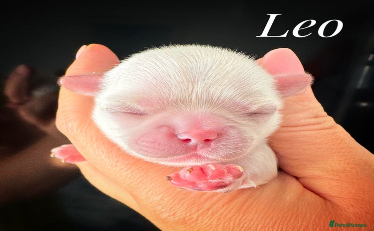 Chihuahua dogs KC qulity LC cream/white chihuahua puppies  - Advert 12