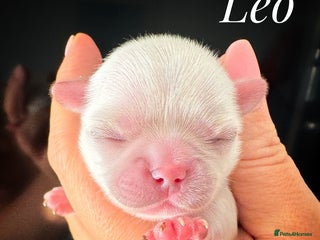 Chihuahua dogs KC qulity LC cream/white chihuahua puppies - Advert 15