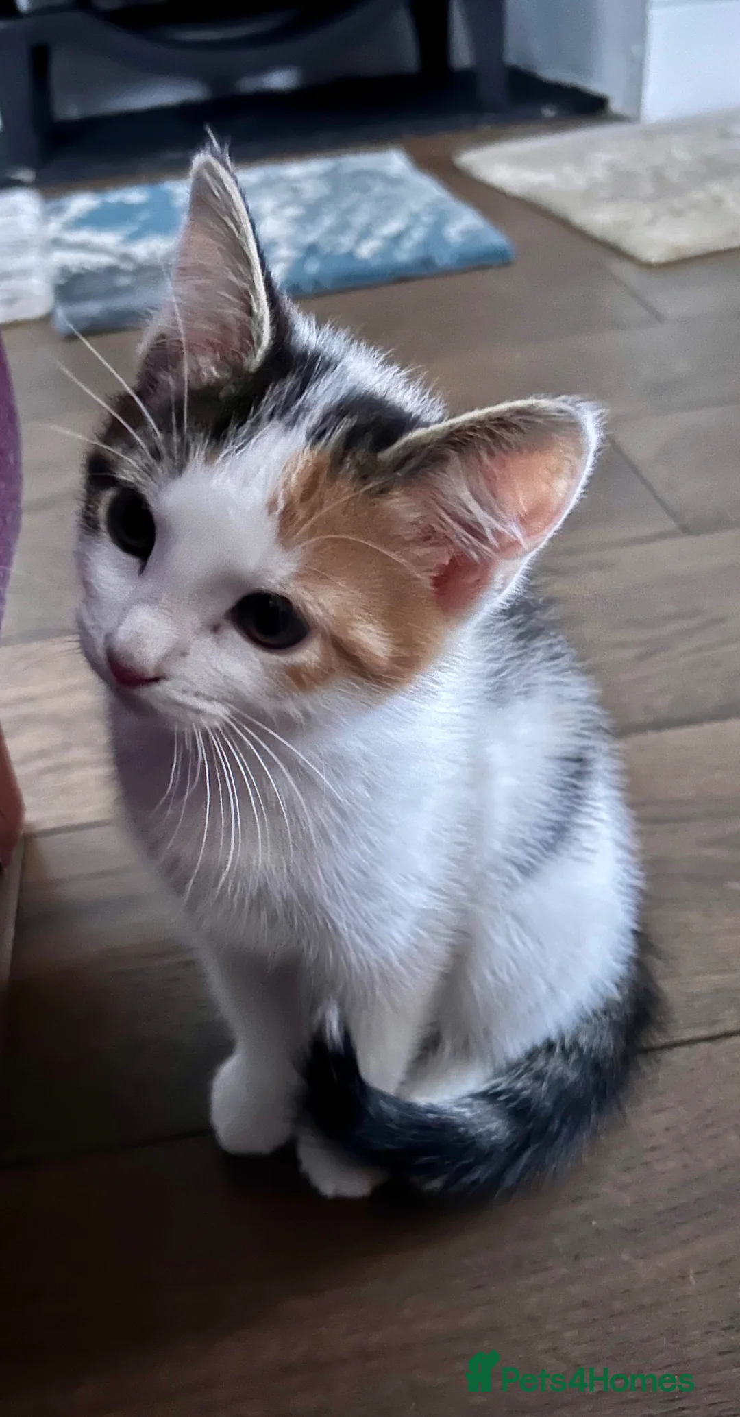 Mixed Breed cats for sale: 3 lovely kittens looking for homes in London - Advert 2