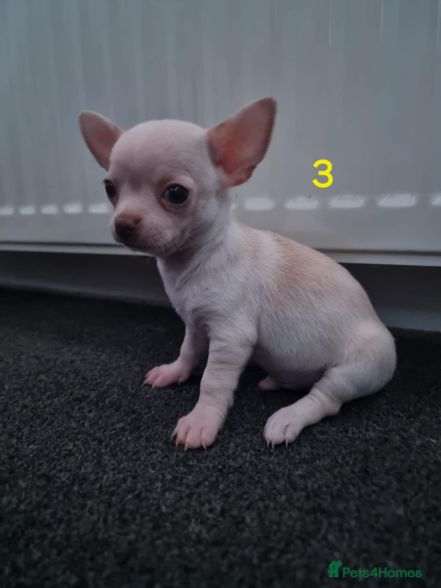 Chihuahua dogs Chihuahua - Advert 1