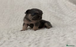 French Bulldog dogs for sale: French bulldog pups - pink and fluffy carries  - Image 4