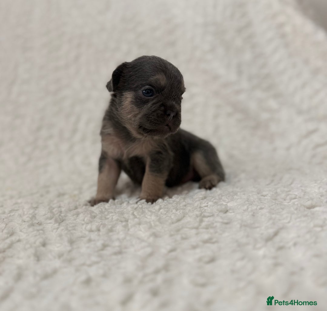 French Bulldog dogs for sale: French bulldog pups - pink and fluffy carries  - Image 4