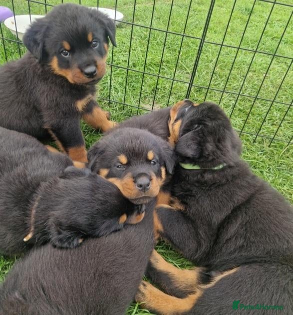Rottweiler dogs for sale: Excellent Heritage and Exceptional Potential Pups - Advert 5