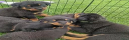 Rottweiler dogs for sale: Excellent Heritage and Exceptional Potential Pups in Cardiff - Advert 1