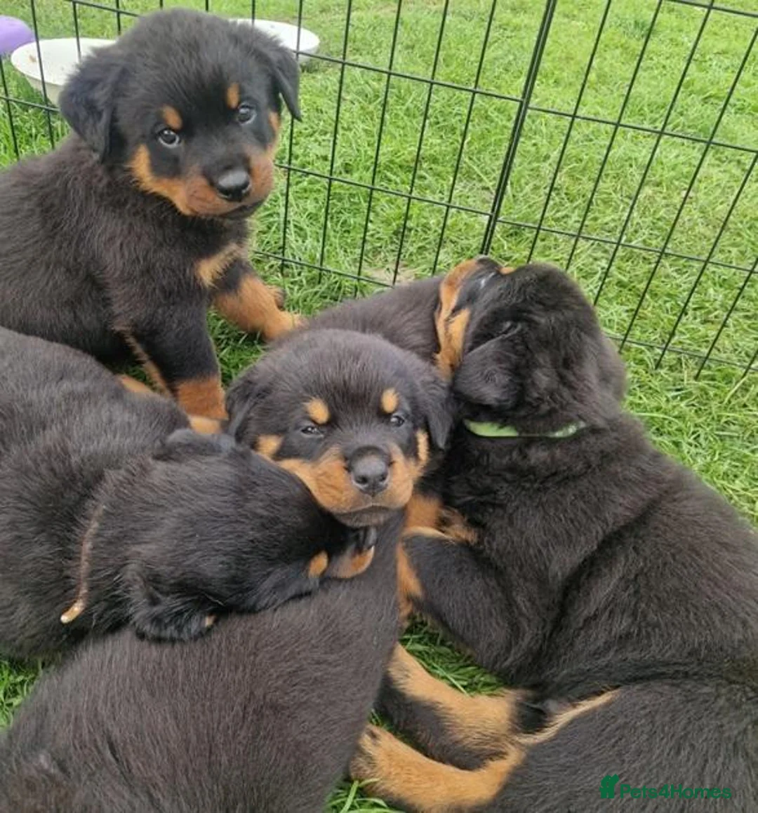 Rottweiler dogs for sale: Excellent Heritage and Exceptional Potential Pups in Cardiff - Advert 1