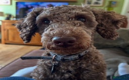 Cockapoo dogs for stud: Celt - Cockapoo Therapy Dog for Stud (PoL) - Image 4