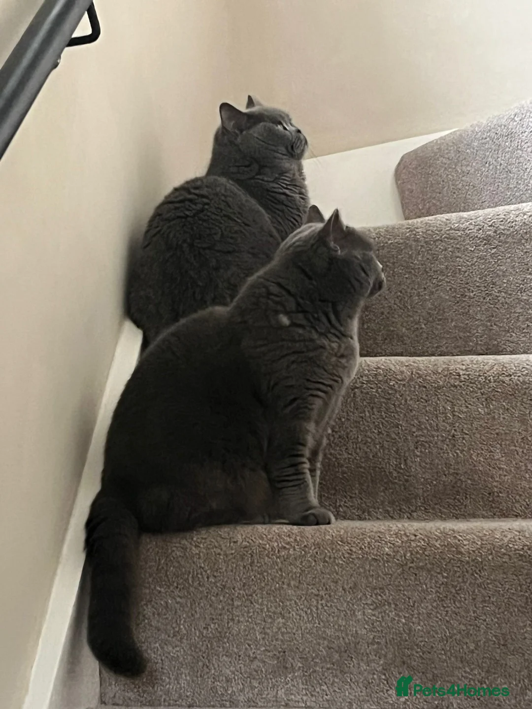 British Shorthair cats for sale: British short hair cats  in Stourport-on-Severn - Advert 2