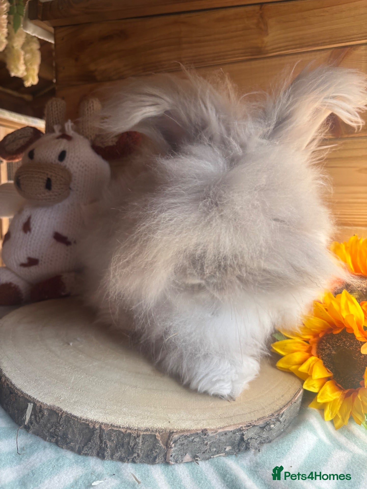 Angora rabbits ✨vaccinated✨ English angora boy for 5⭐️🏡  - Advert 5