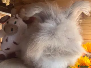 Angora rabbits ✨vaccinated✨ English angora boy for 5⭐️🏡 - Advert 5