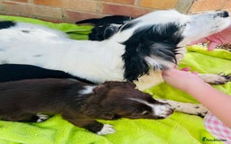 Cocker Spaniel dogs for sale: Ready now cocker spaniels  - Image 11