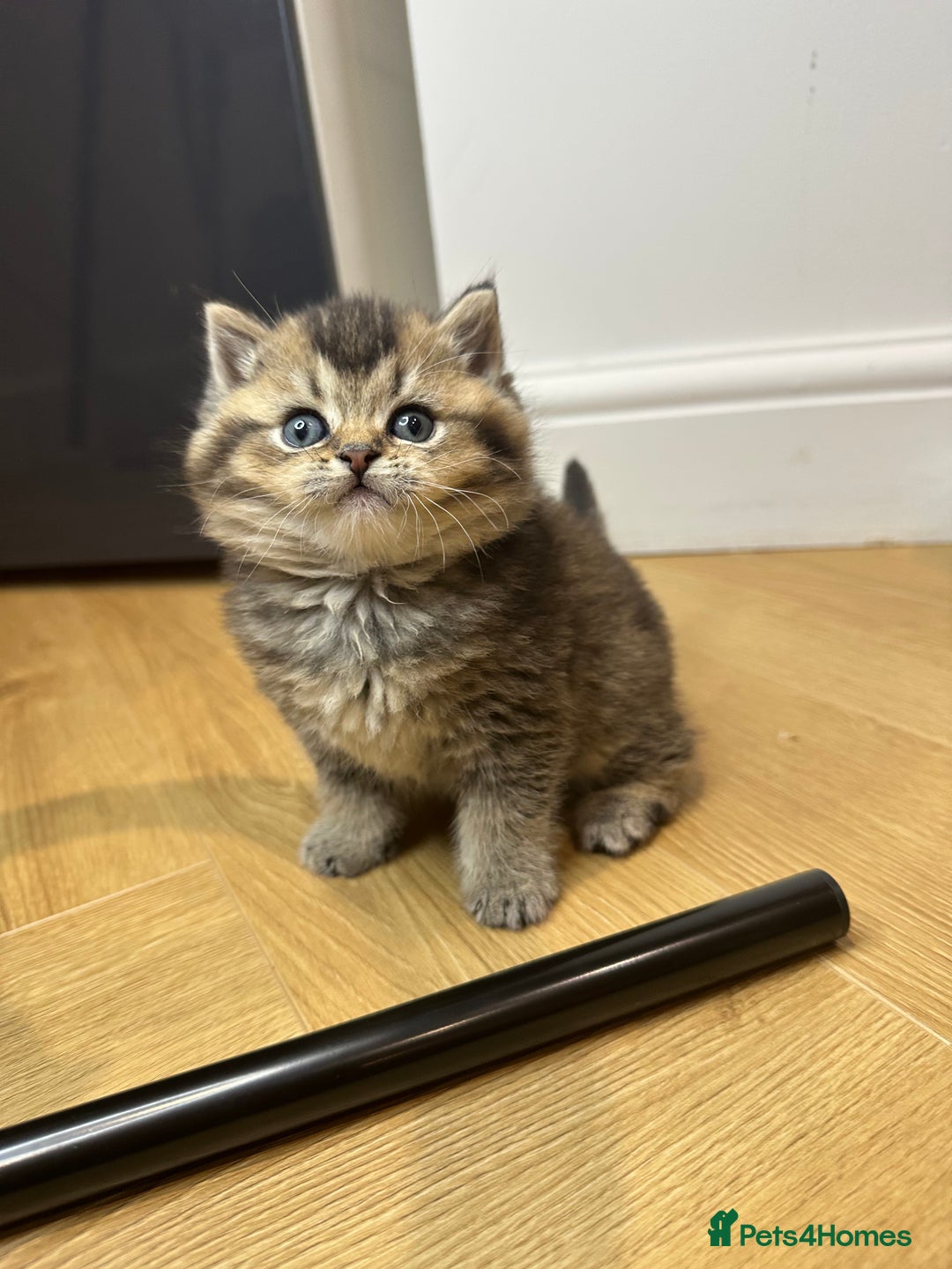 British Shorthair cats for sale: Gorgeous Brown Tabby BSH Kittens - Advert 12