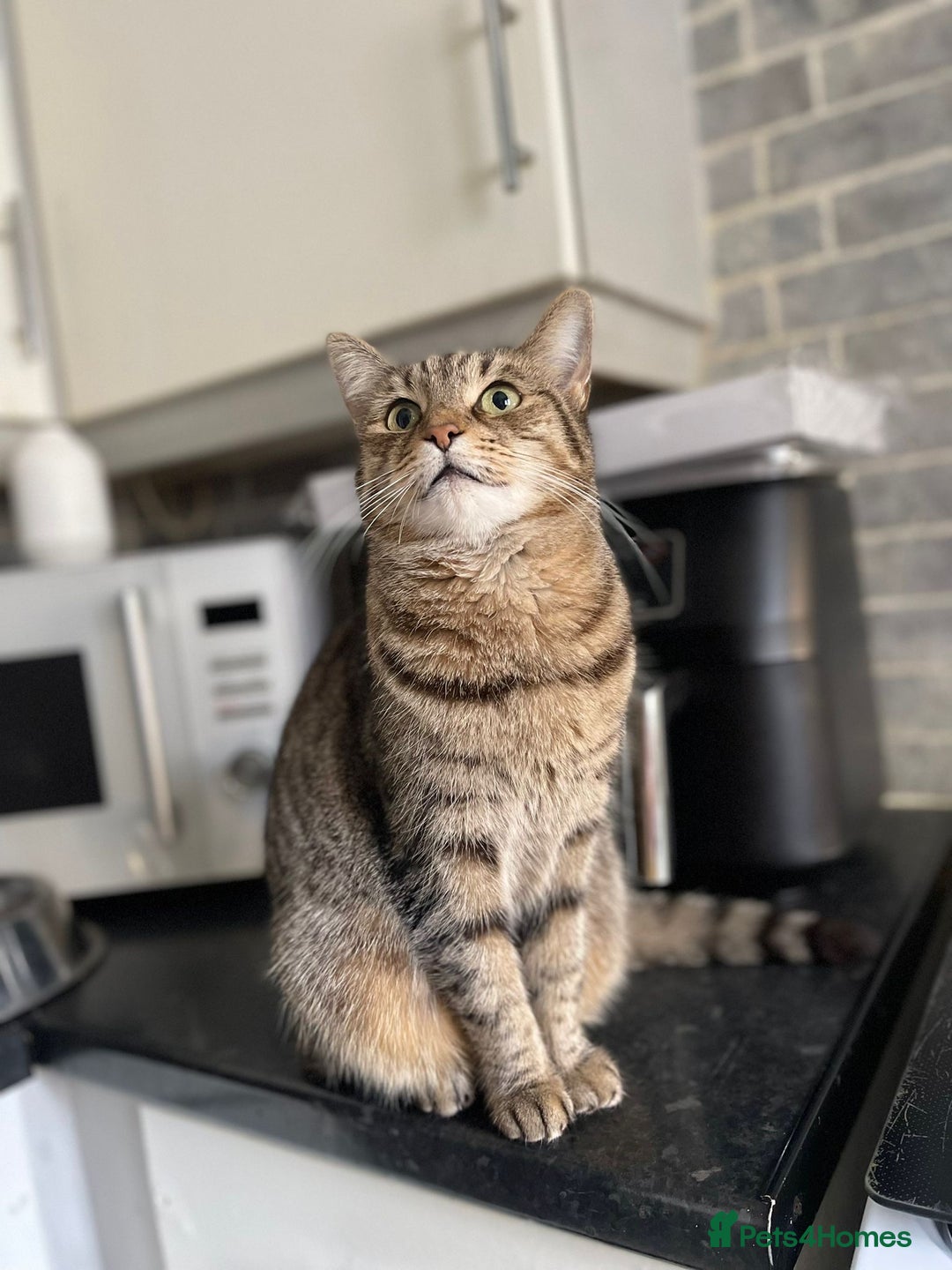 Mixed Breed cats for sale: Beautiful kittens 8 weeks old  - Advert 19