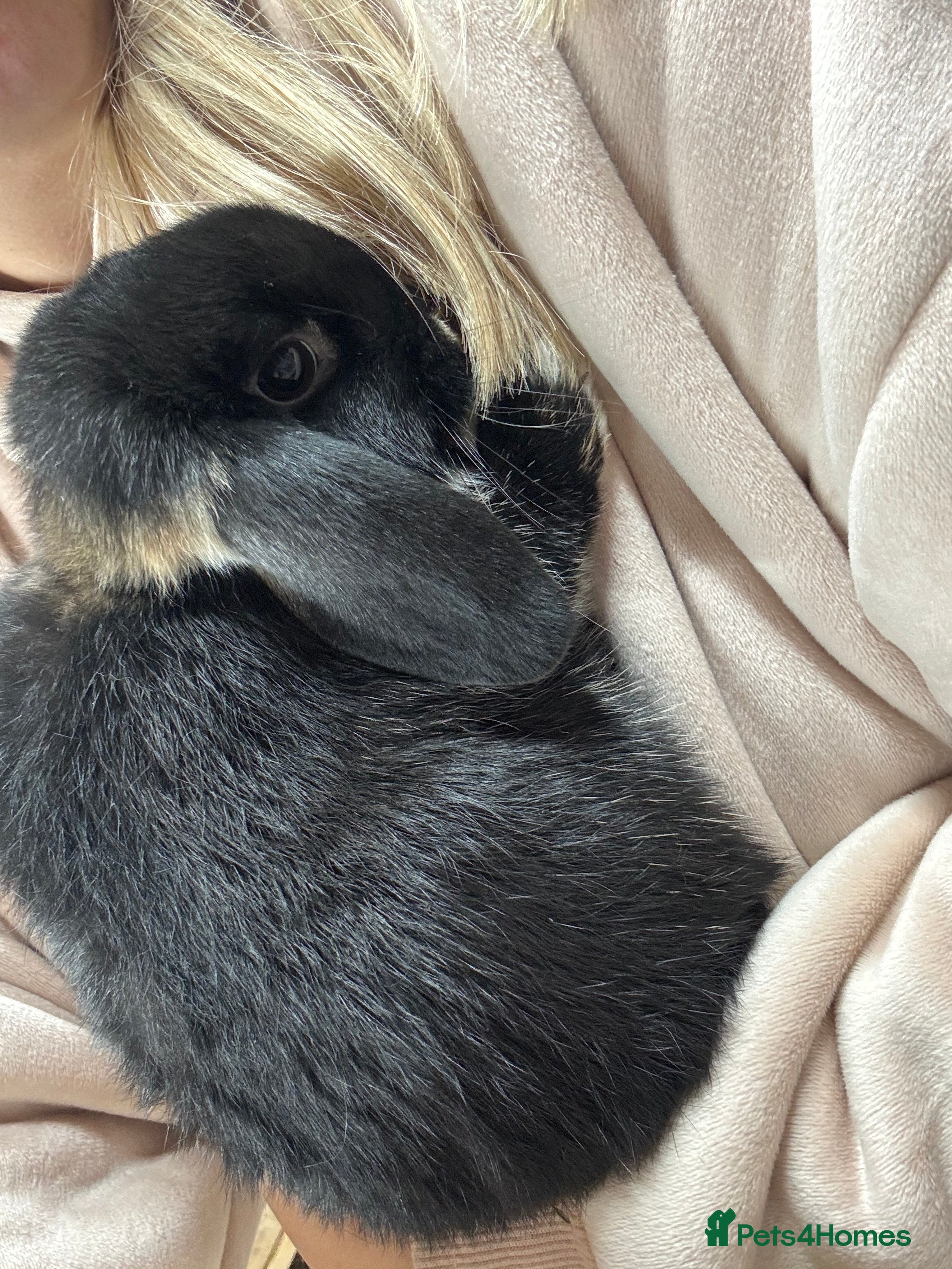 Mini Lop rabbits 1 REMAINING BRC rung baby Minilops  - Advert 3