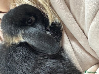 Mini Lop rabbits 1 REMAINING BRC rung baby Minilops - Advert 5