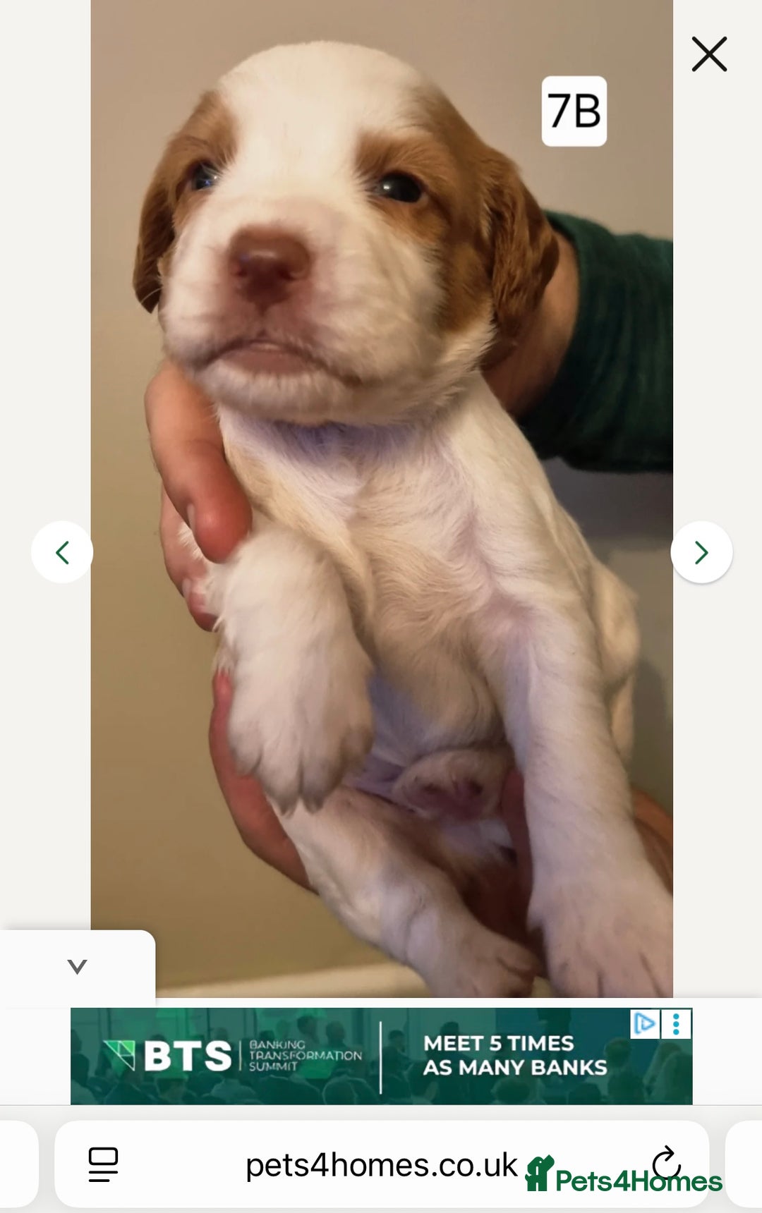 Cocker Spaniel dogs for stud: K C registered - Mr Midnight for Stud in Huddersfield - Advert 27