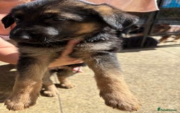 German Shepherd dogs for sale: German Shepherd Puppies - Image 12