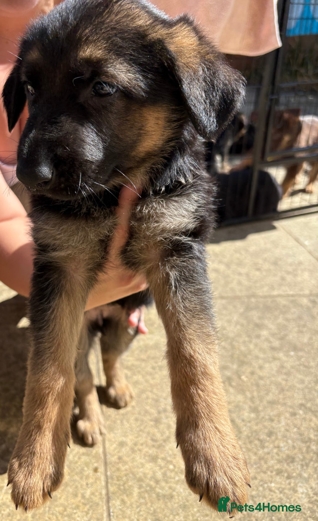 German Shepherd dogs for sale: German Shepherd Puppies - Image 12