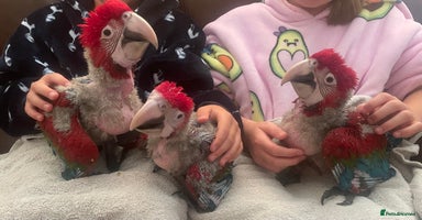 Macaws birds - Advert 16