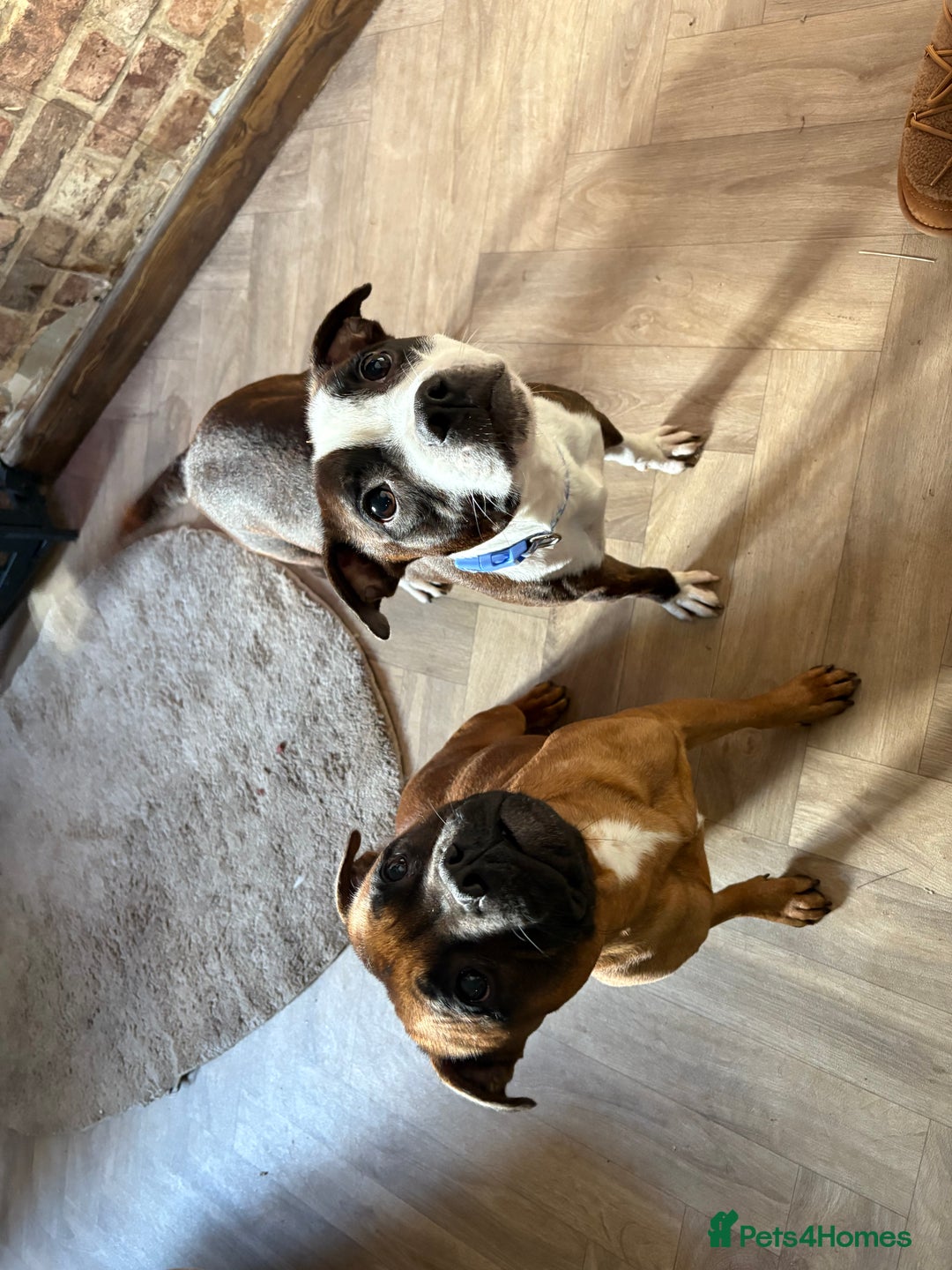 Staffordshire Bull Terrier dogs for sale: Champion bloodline Staffordshire Bullterrier Pups - Image 4