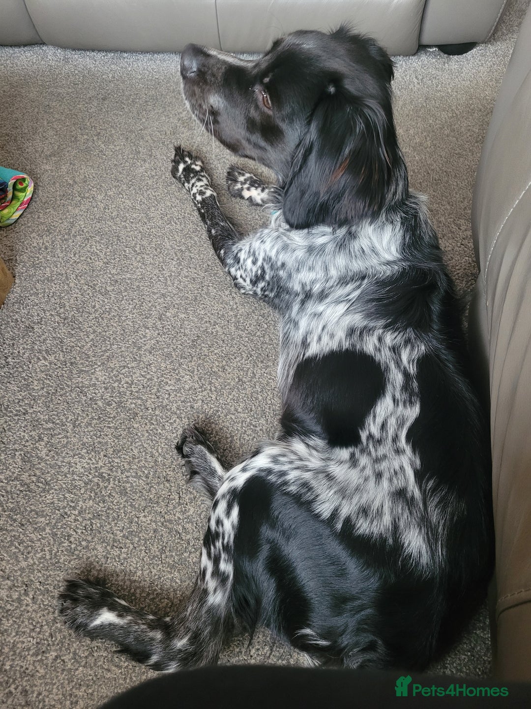 Brittany Spaniel dogs for sale: Brittany Spaniel 8 months old - Advert 4