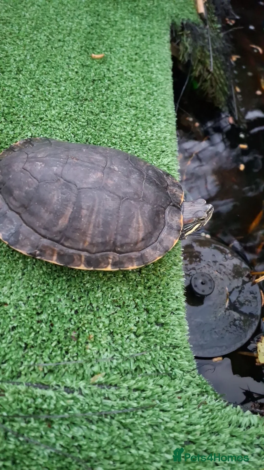 Turtle reptiles for sale: Turtle  and terrapin rescue in Melton Mowbray - Advert 1