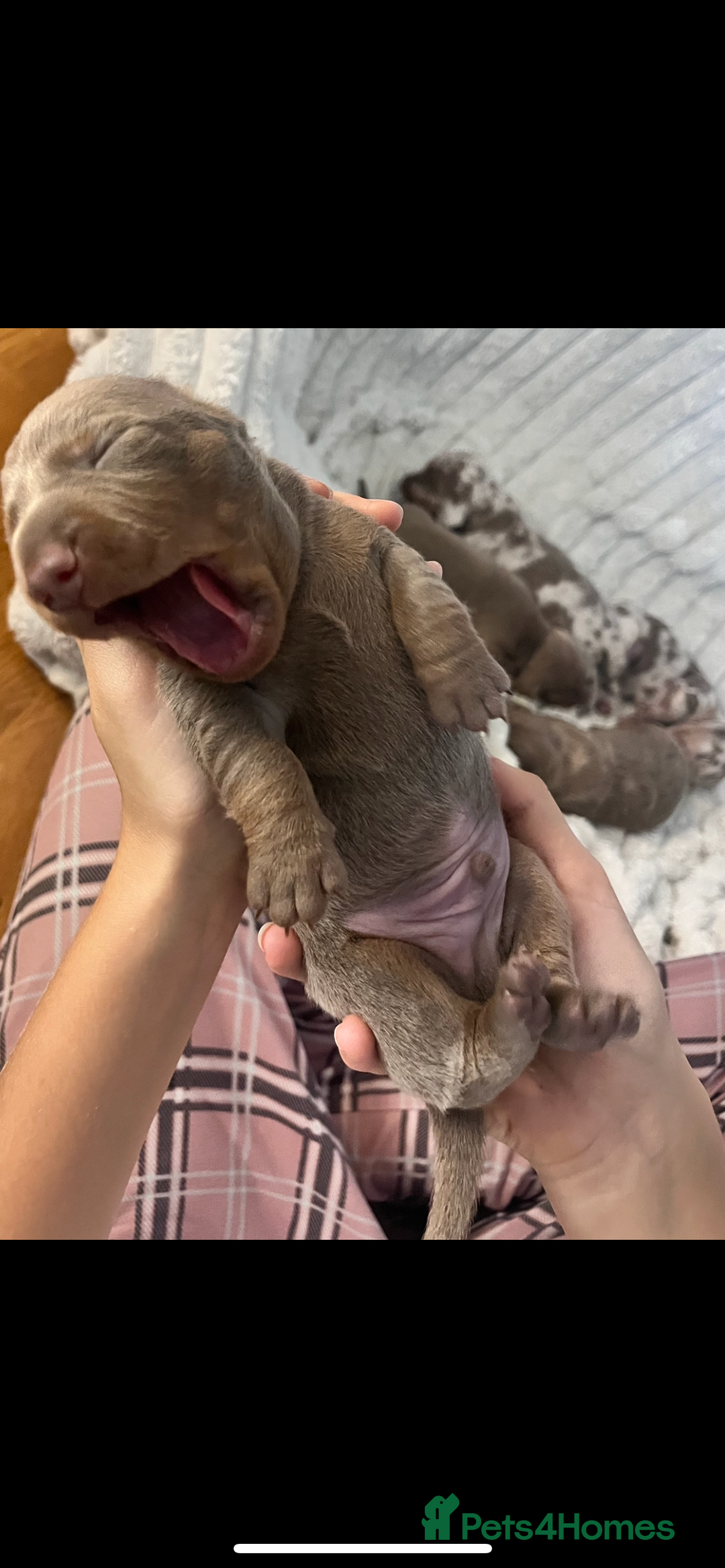 Miniature Dachshund dogs for sale: 🖤🐶Beautiful Miniature Dachshund Puppies🖤🐶!! - Image 18