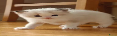 Ragdoll 1