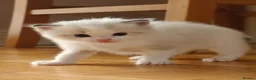 Ragdoll cats for sale: Most amazing ragdoll kitten - Advert 2