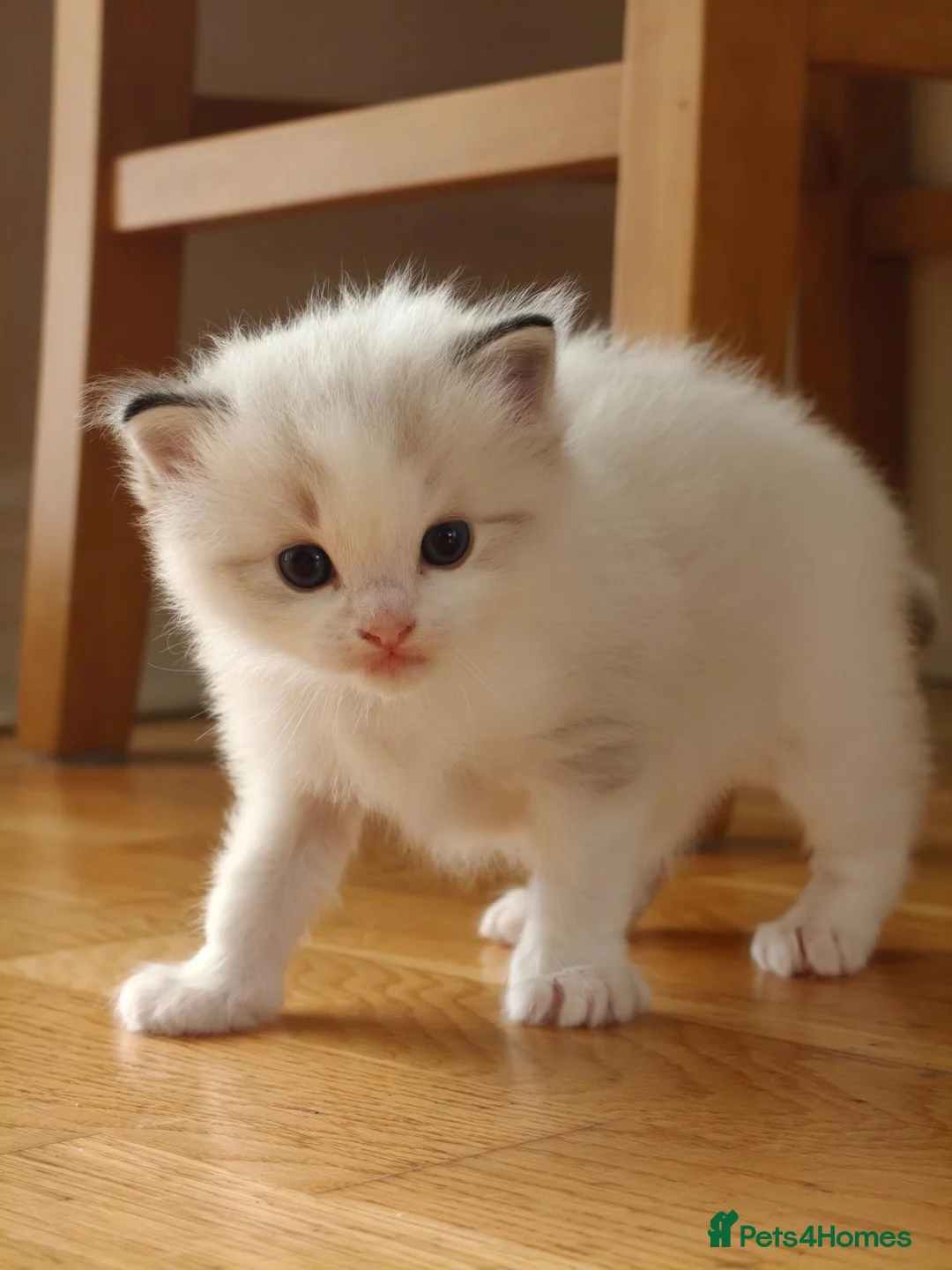 Ragdoll cats for sale: Most amazing ragdoll kitten - Advert 2