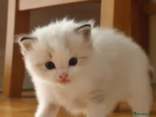 Ragdoll cats Most amazing ragdoll kitten - Advert 6