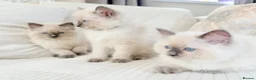 Ragdoll cats for sale: Blue Point Ragdoll Kittens 3 boys left  - Advert 14