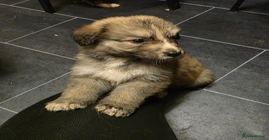 Mixed Breed dogs - Advert 6