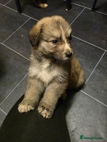 Mixed Breed dogs - Advert 2