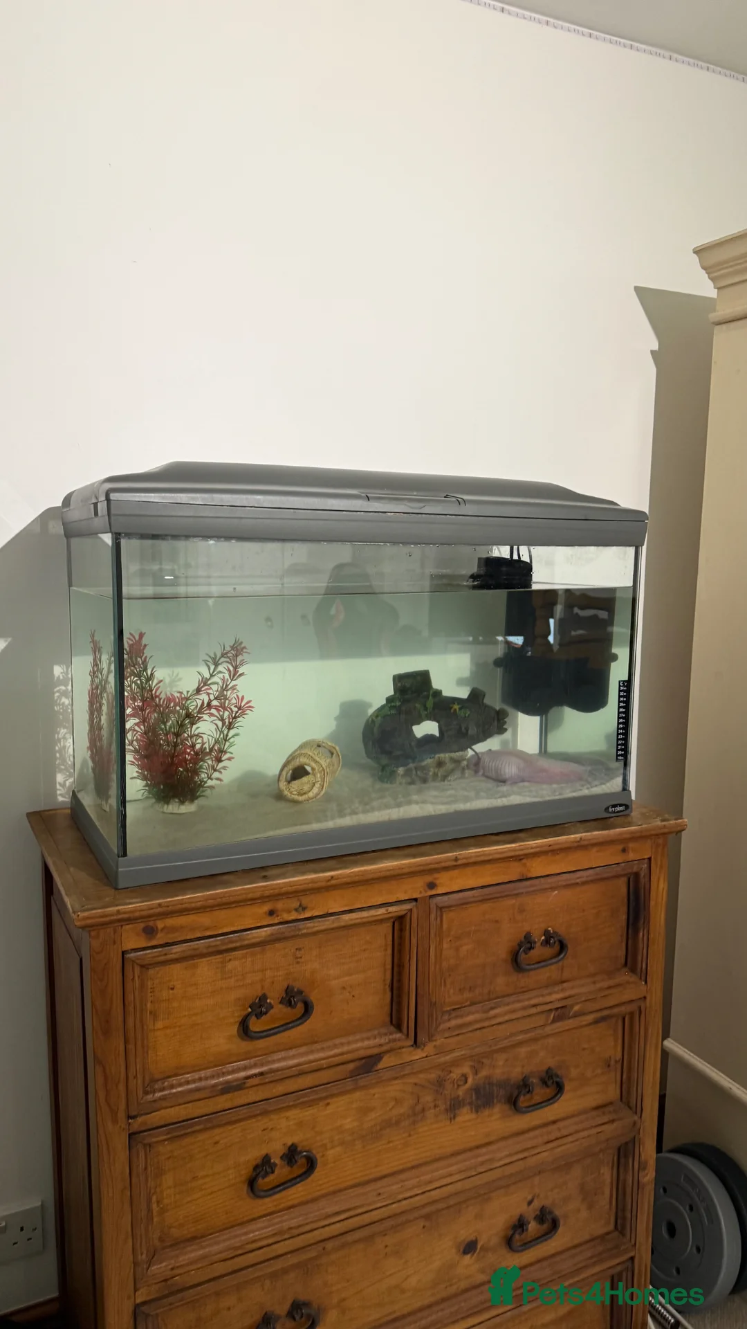 Axolotl reptiles for sale: FEMALE 2 YEARS OLD AXOLOTL COMPLETE TANK SET UP in Knutsford - Advert 1
