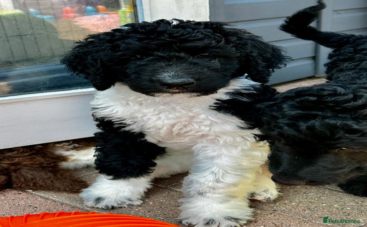 Saint Bernard dogs in Sheerness - Advert 1