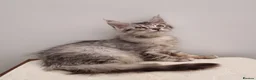 Maine Coon cats for sale: GCCF registered Maine Coon Pedigree Kitten  - Advert 12