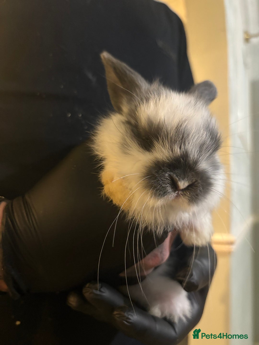 Mini Lop rabbits for sale: 🐰 Adorable full breed Lop Bunnies - Advert 12