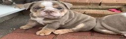 English Bulldog dogs for sale: ENGLISH BULLDOG FEMALE LILAC TRI KC REGISTERED  - Advert 6