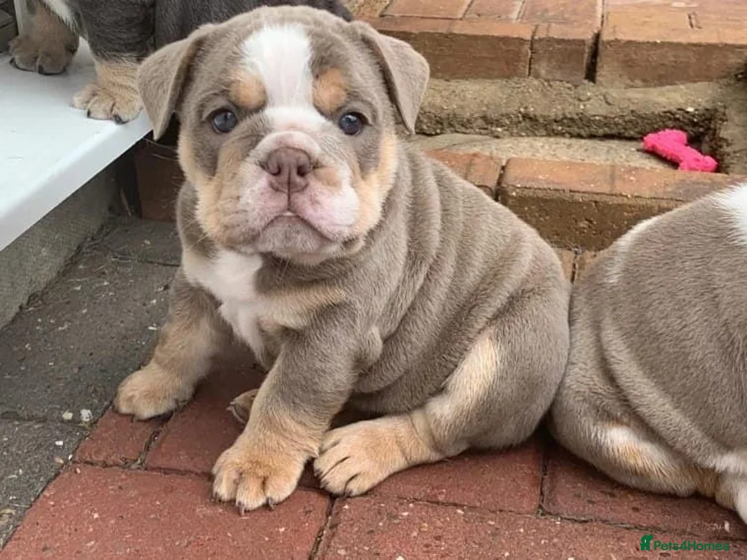 English Bulldog dogs for sale: ENGLISH BULLDOG FEMALE LILAC TRI KC REGISTERED  - Advert 6