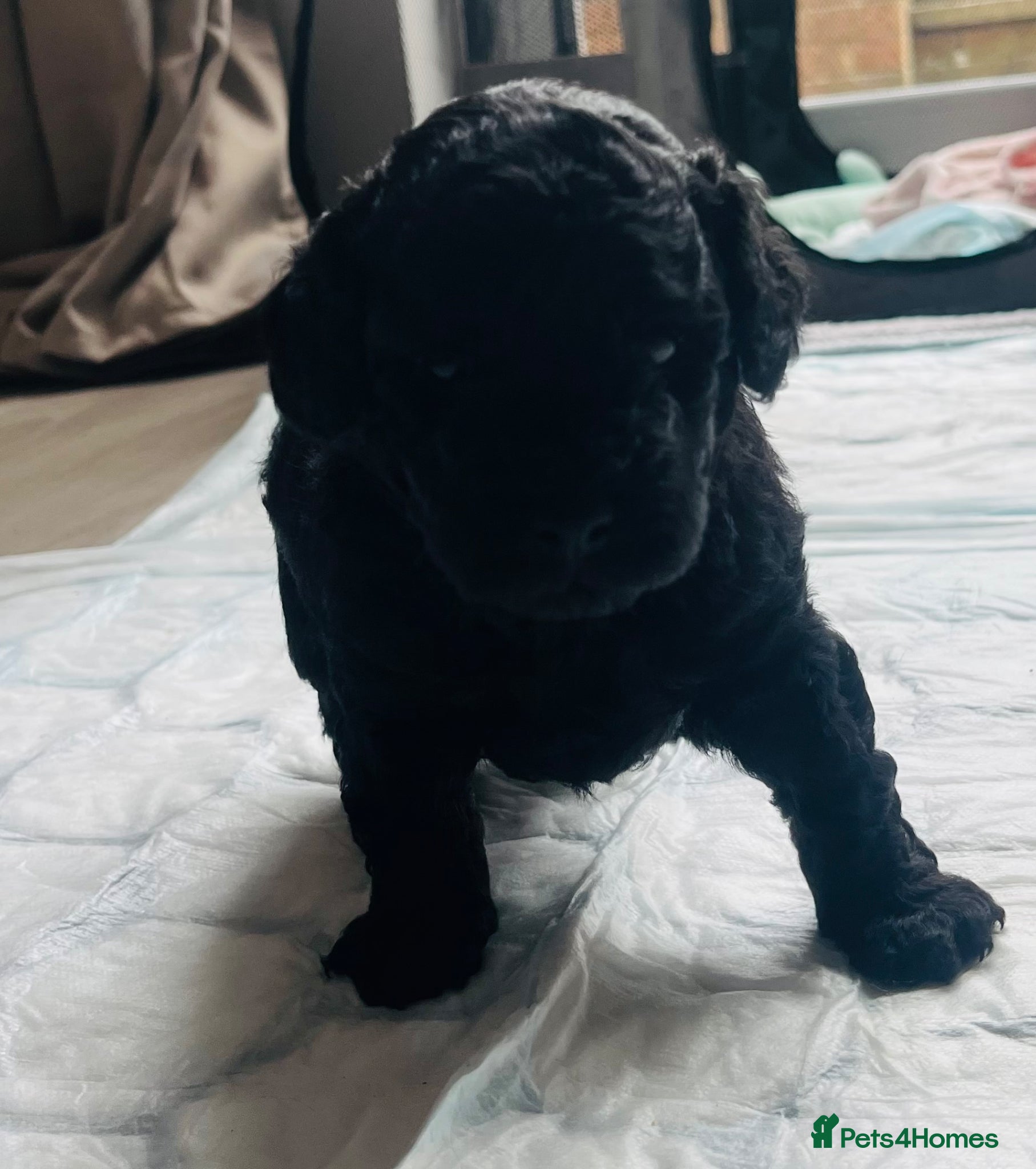 Toy Poodle dogs for sale: Beautiful black toy poodle puppy - Advert 1