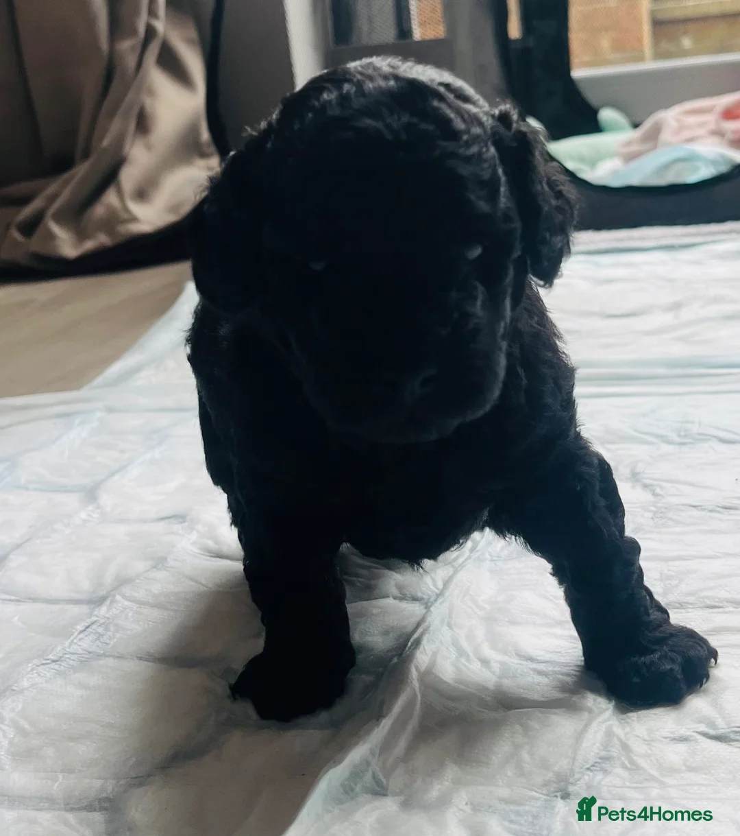 Toy Poodle dogs for sale: Beautiful black toy poodle puppy - Advert 1