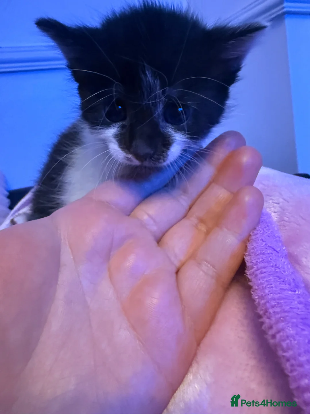 Maine Coon cats for sale: 3 female kittens for sale  - Advert 2
