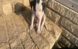 Mixed Breed dogs for sale: Puppys - Image 5