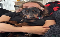 Dachshund dogs for sale: Dachshund - Advert 3