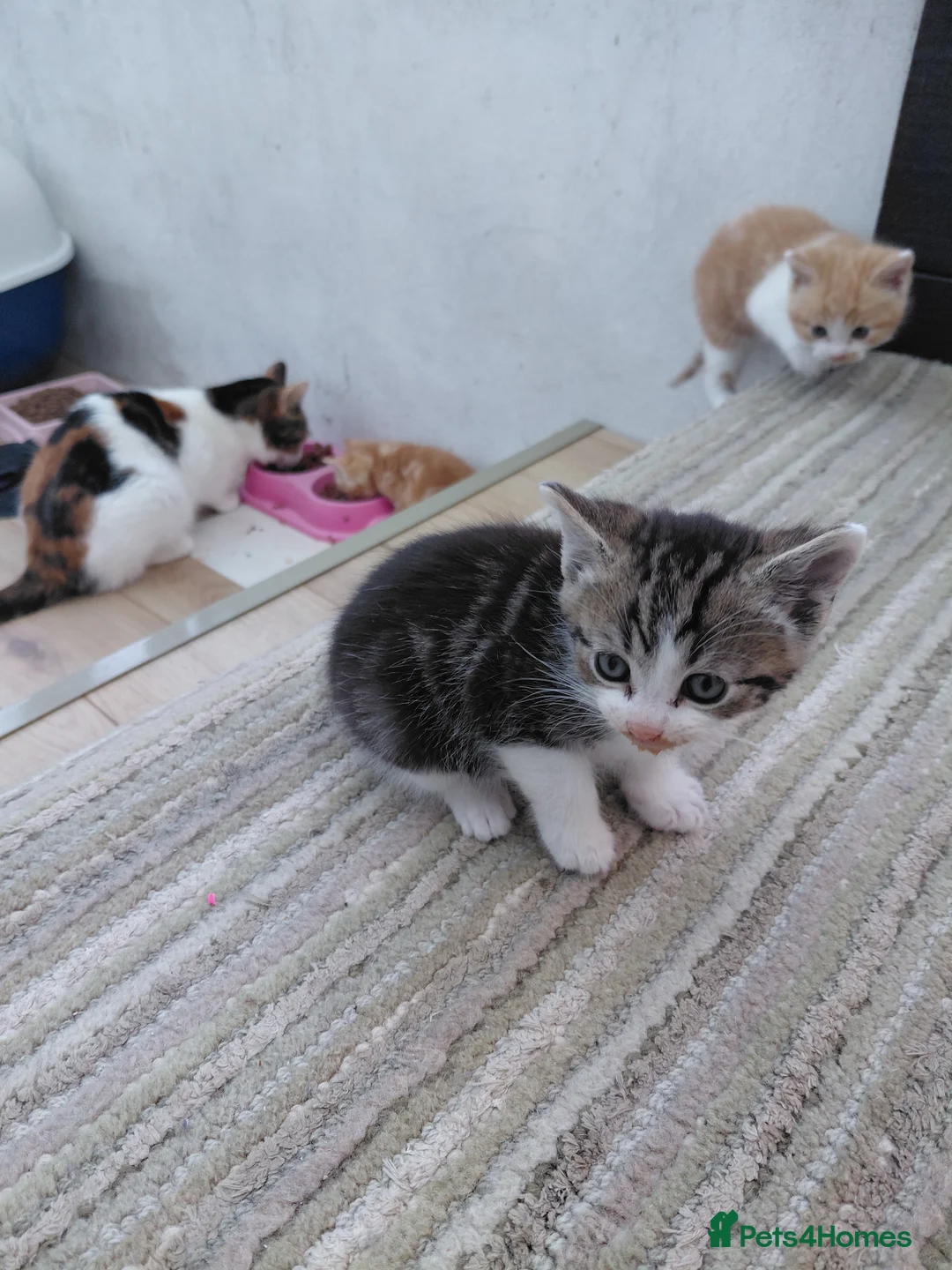 Mixed Breed cats for sale: 4 kittens for sale in Wickford - Advert 2