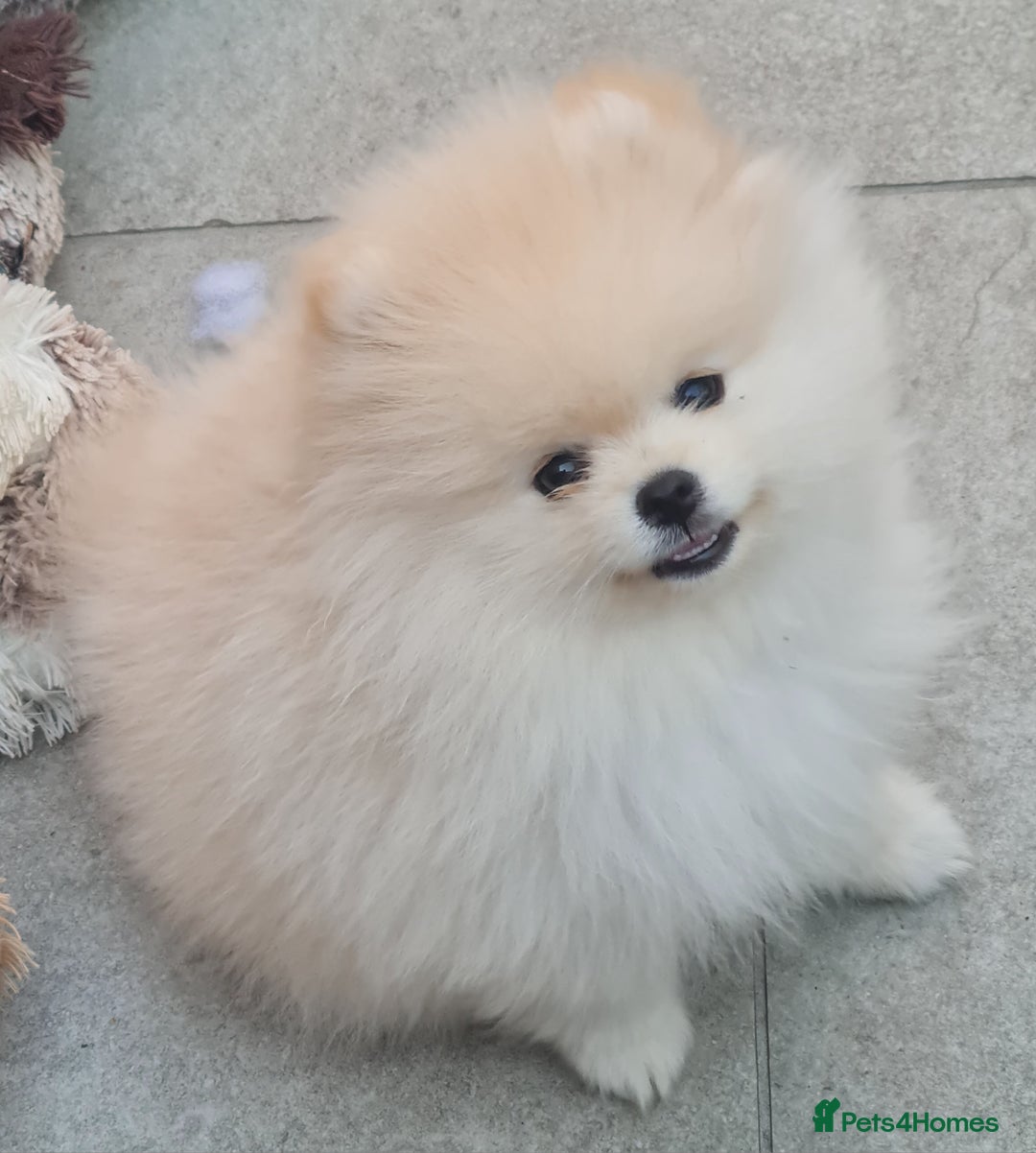 Pomeranian dogs for sale: Stunning Teddy purebreed Russian/Ukrainian poms in Basildon - Image 4